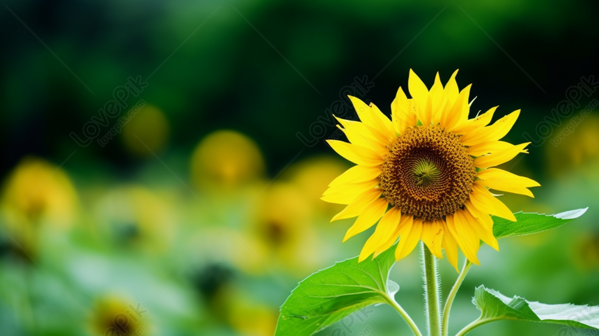 Yellow Sunflower With Green And Blurry Background Sunflower