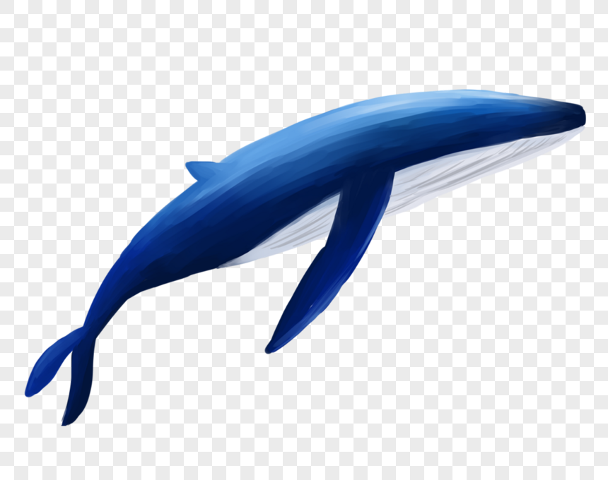 La Ballena Png Im Genes Gratis Lovepik