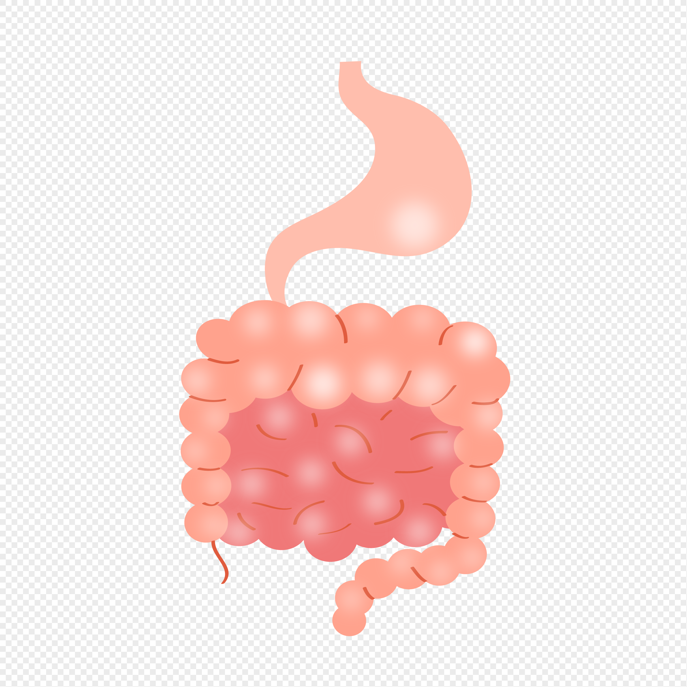 Gut Health Intestinal Health Organic Medical Png Hd Transparent