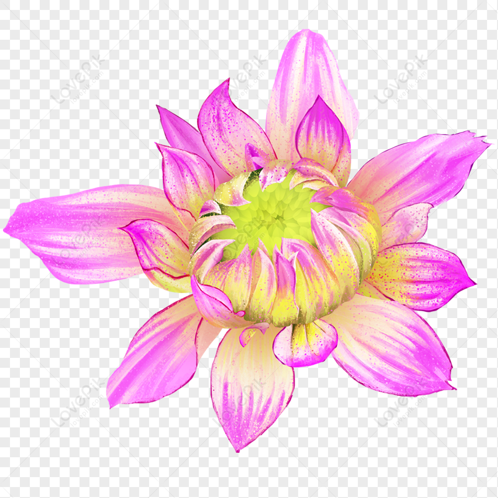 Cartoon Blooming Lotus Flower Cartoon Flowers Flower White Cartoon