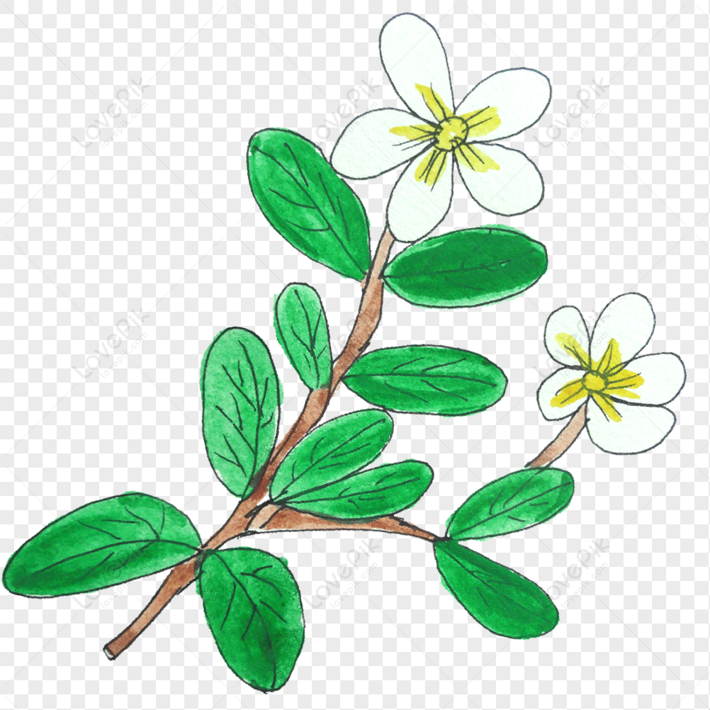 White Flower Branches Green White Flower Light Flower Green Png