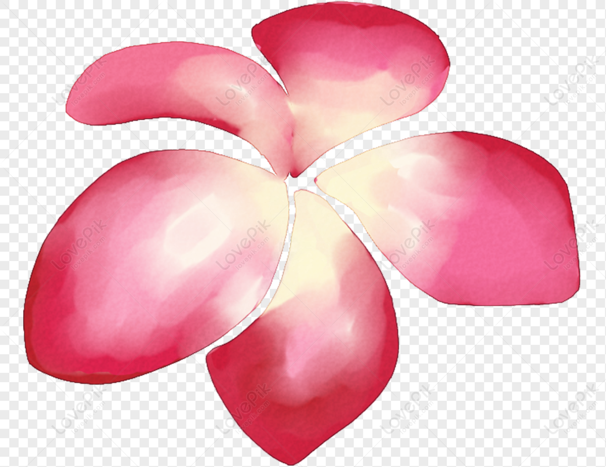 Bright Painted Flowers Petals Png Image PNG White Transparent And