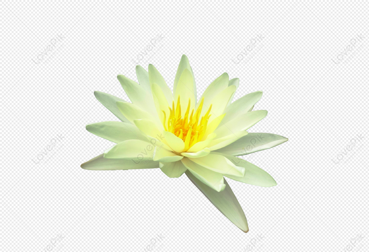 Water Lily Tropical Waterlily Lily Water Png White Transparent And