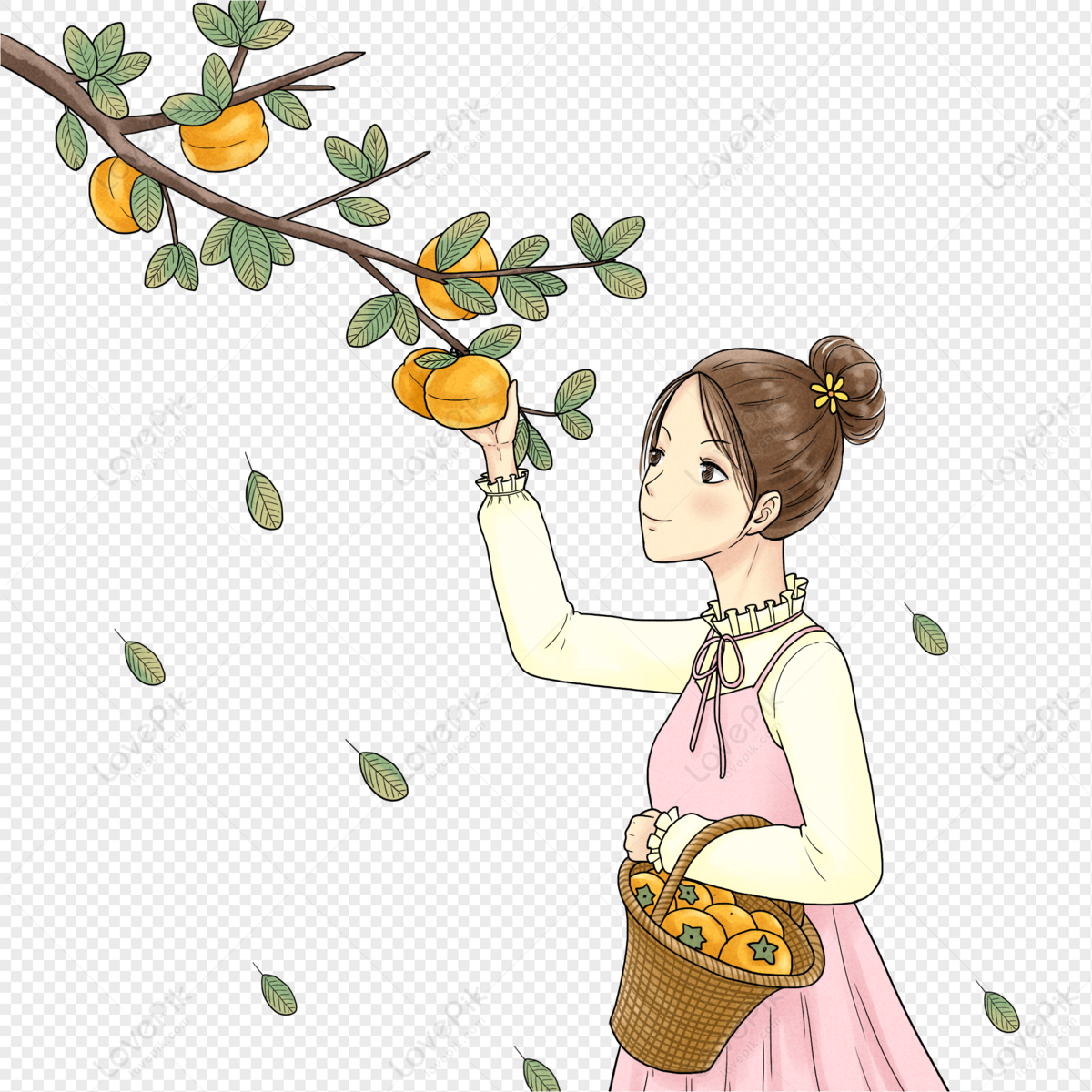 Girl Picking Persimmon Autumn Autumn Autumn Harvest Free PNG And