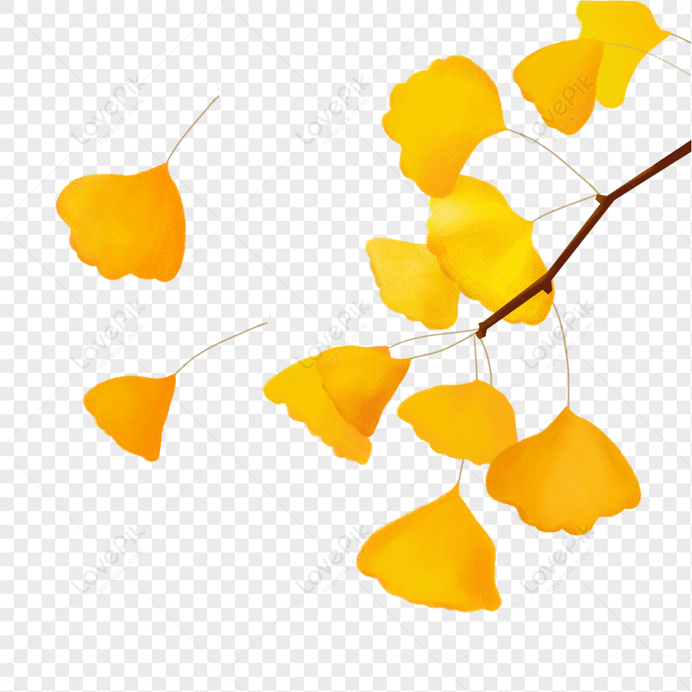 Golden Ginkgo Leaves Golden Leaf Golden Leaves Leaves Png Hd