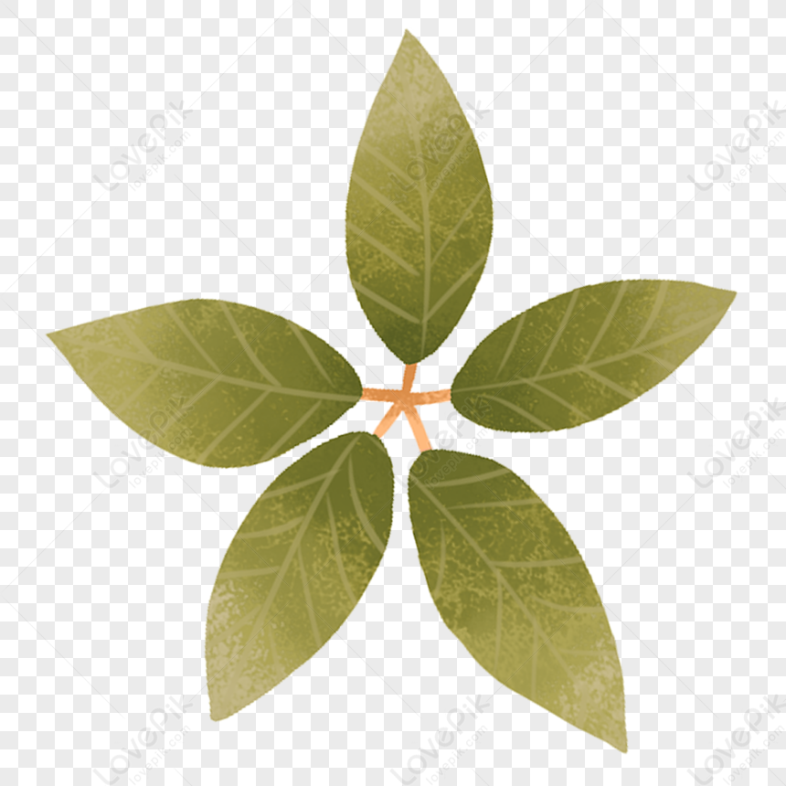 Plant Leaves Green Leaves Flower Leaves Leaves Tree Png Transparent