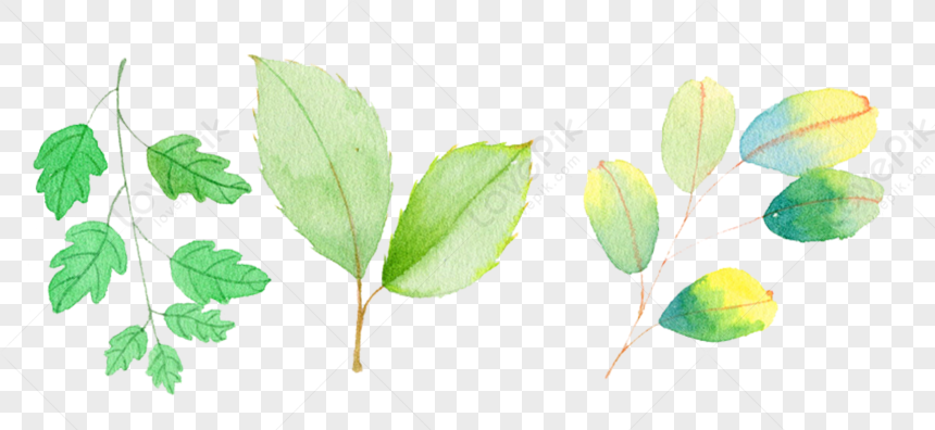 Small Fresh Plant Leaves Green Leaves Leaves Watercolor Leaves