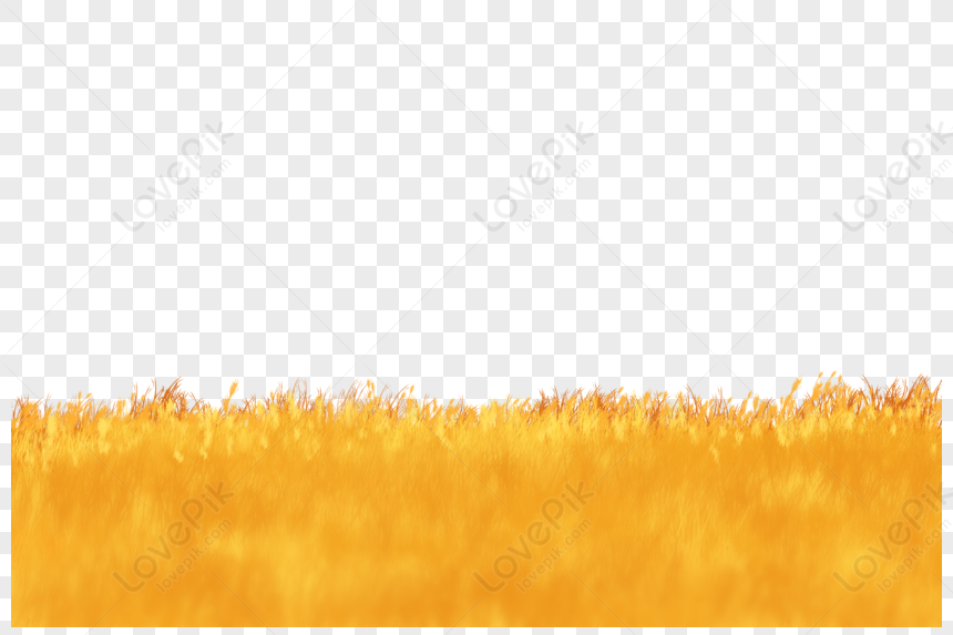 Golden Wheat Fields Dark Orange Dark Yellow Orange Yellow Png Free