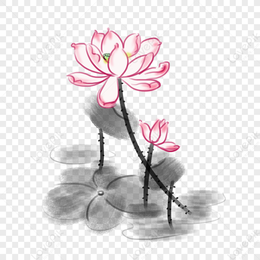 Hand Painted Chinese Lotus Illustration Png Free Material Lotus