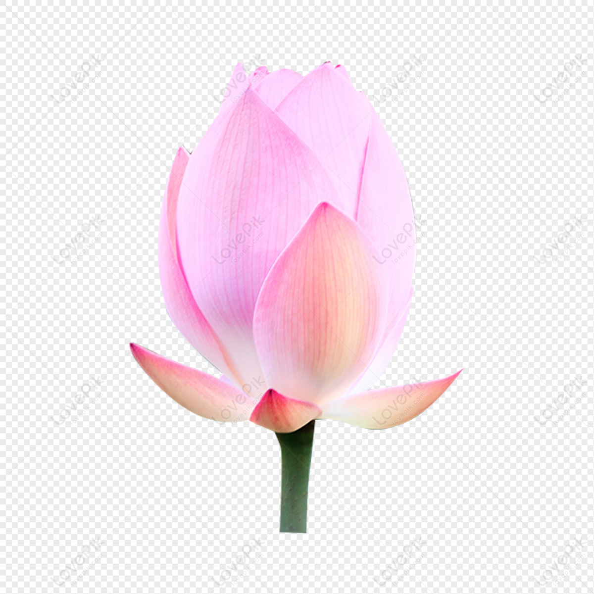 Lotus Flower Lotus Chinese Style Chinese Painting PNG Hd Transparent