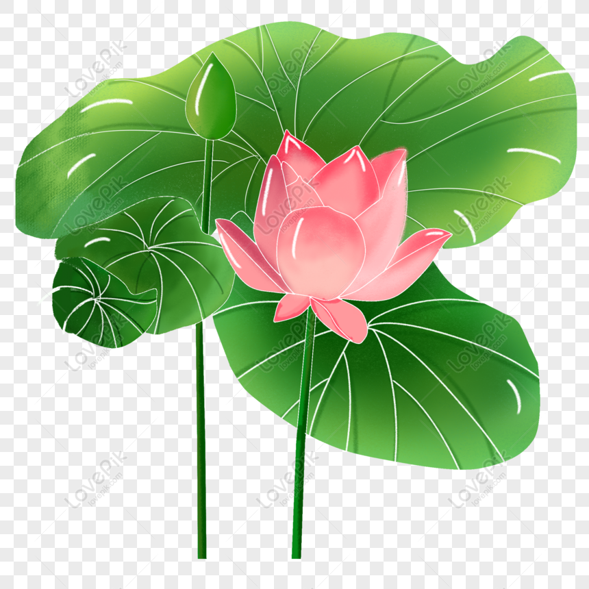 Free Summer Blooming Lotus Flower Lotus Leaf Summer Lotus Lotus Leaf