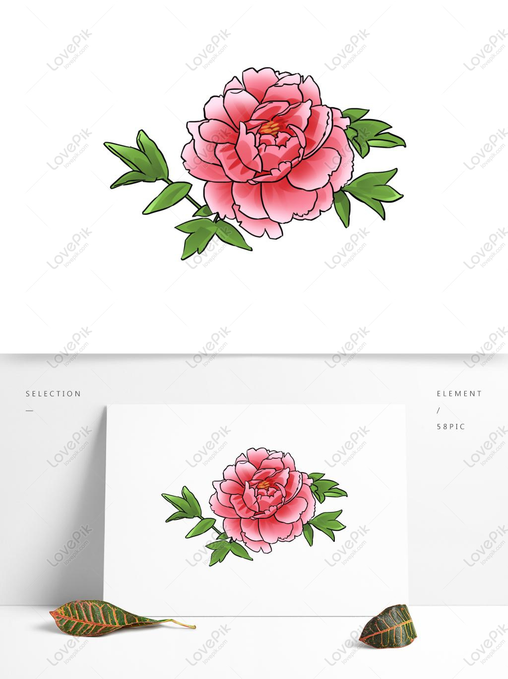 Hand Drawn Pink Peony Flower Illustration Element Hand Painted Pink