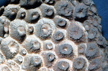Image result for fossils in rocks