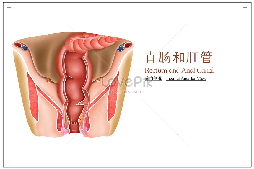 Medical Illustration Of Anteromedial View Of Rectum And Anal Can