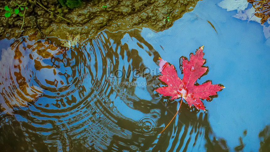 Autumn Red Maple Leaf Floating In The Water Photo Image Picture Free