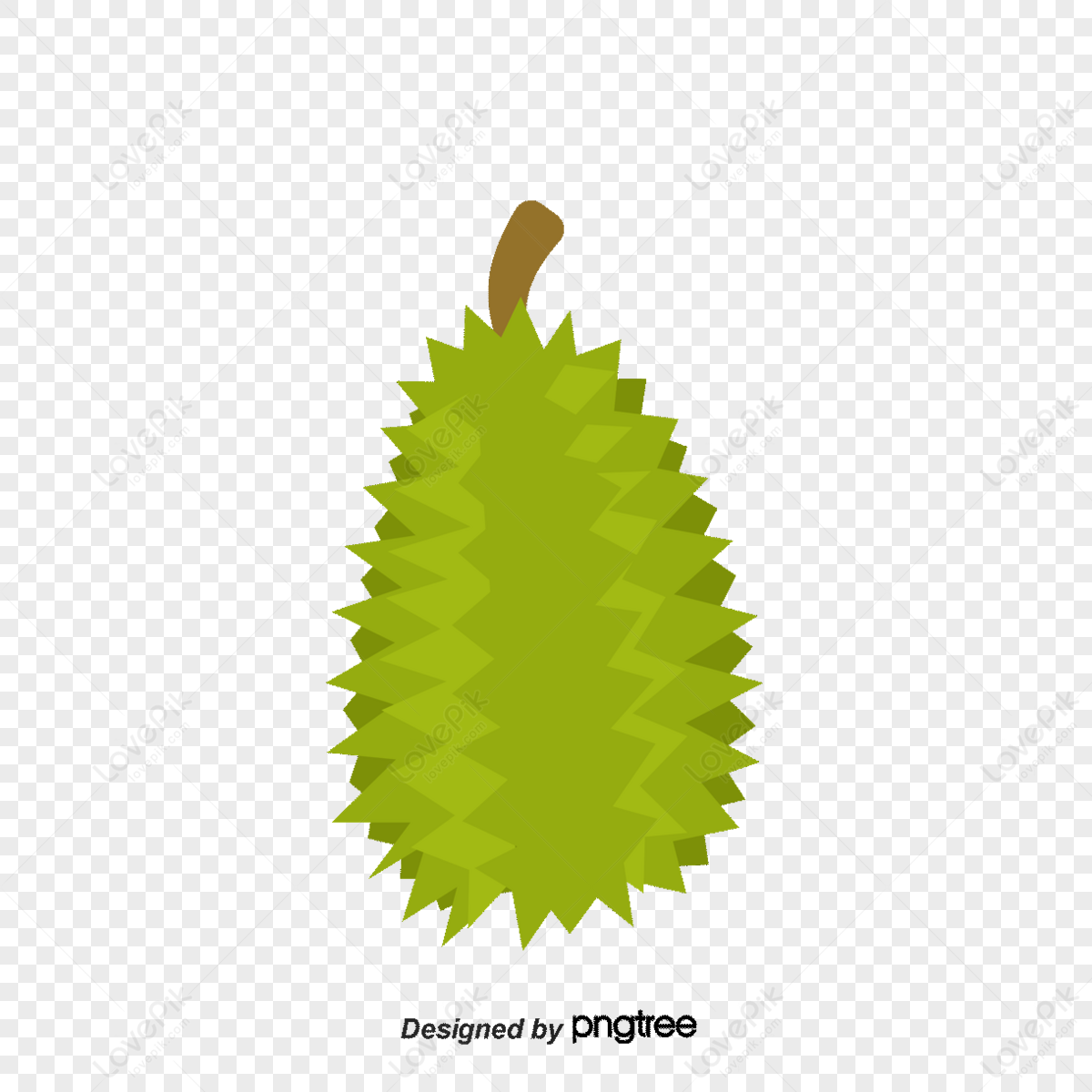 Vector Durian Open The Way Tropical Fruit Fruit King Durio Zibethinus