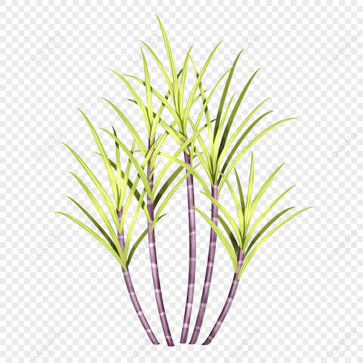 Sugar Cane Vector PNG Images With Transparent Background Free