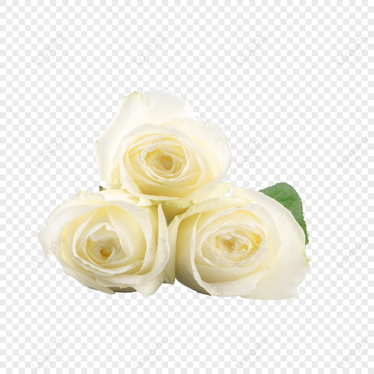 Beautiful White Rose Bouquet Botanical Flowers Stalk Flower Romantic