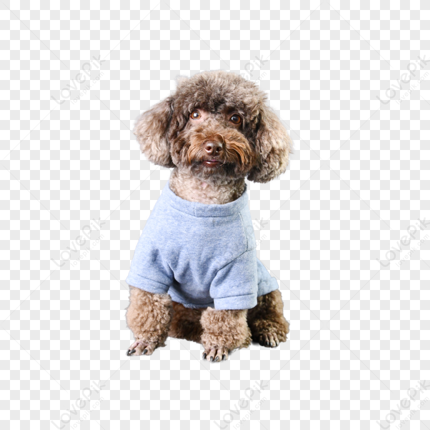 Caniche Azul Inteligente Y Lindo perritos perro PNG Imágenes Gratis