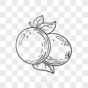 Leaf Combination Fruit Orange Clipart Black And White Fruit Sketch