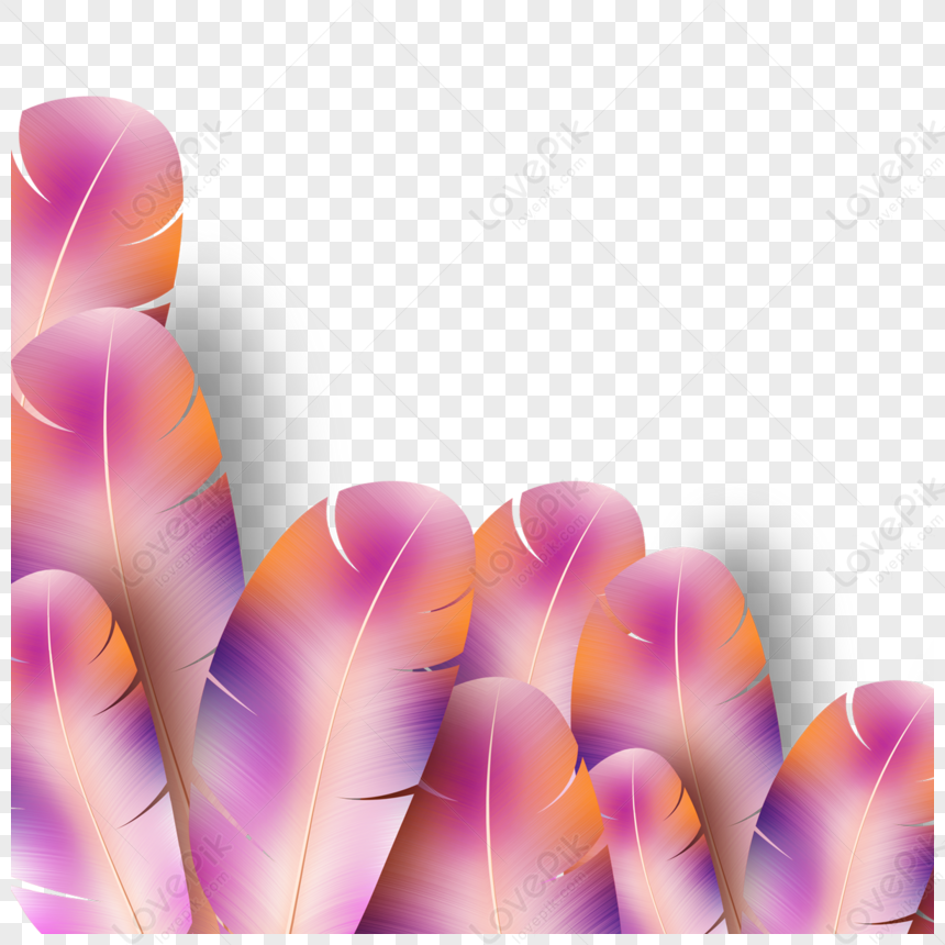 Borde De Textura De Pluma Degradado Rosa Png Im Genes Gratis Lovepik