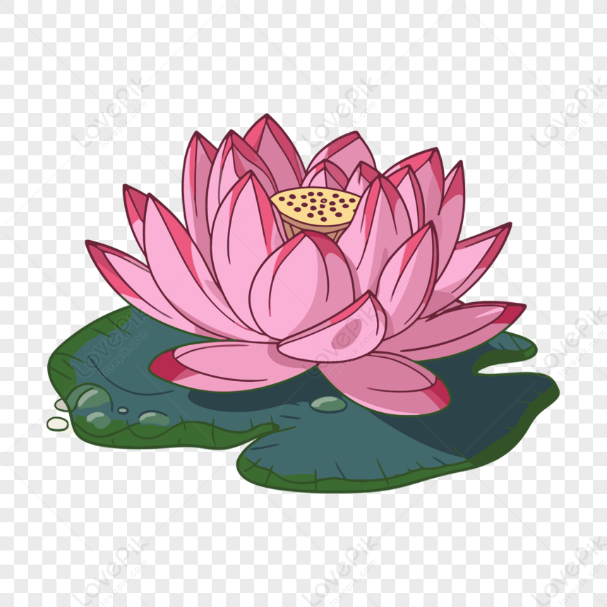 Lotus Clipart Lirio De Agua Rosa Con Hojas Sobre Un Fondo Blanco De