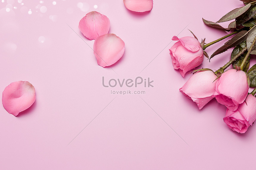 Pink Fresh And Beautiful 520 Rose Petals Background Free Downloa Download  Free | Banner Background Image on Lovepik | 605663473