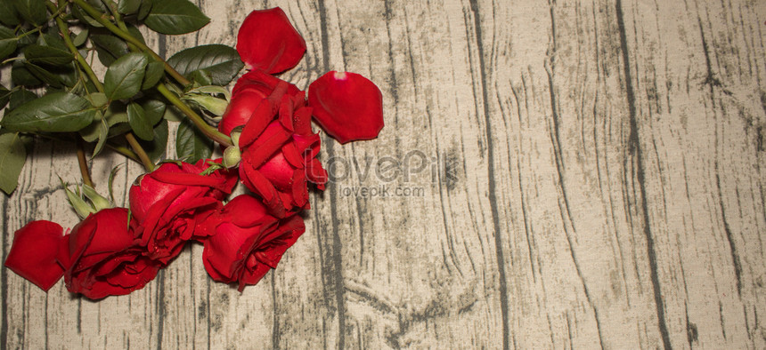 Fotografi Komersial Bunga Mawar Merah Gambar Unduh Gratis