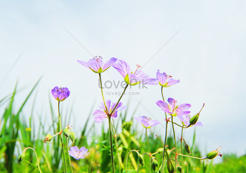 Bông hoa dại: Với bông hoa dại, bạn sẽ cảm nhận được sức sống và nét đẹp tự nhiên của thiên nhiên. Khi nhìn thấy những bông hoa dại, bạn sẽ cảm nhận được sự yên bình và thư thái trong cuộc sống hối hả hiện tại.