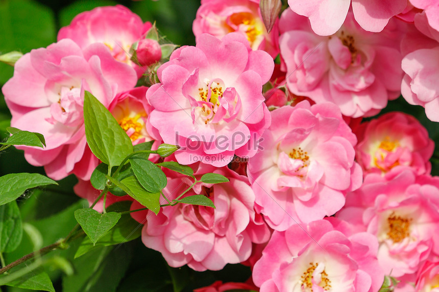 A Rosy Flower In Full Bloom Photo Image Picture Free Download Lovepik Com