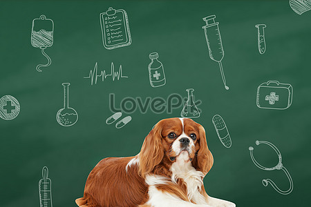 Pets Background Images, HD Pictures For Free Vectors & PSD Download -  