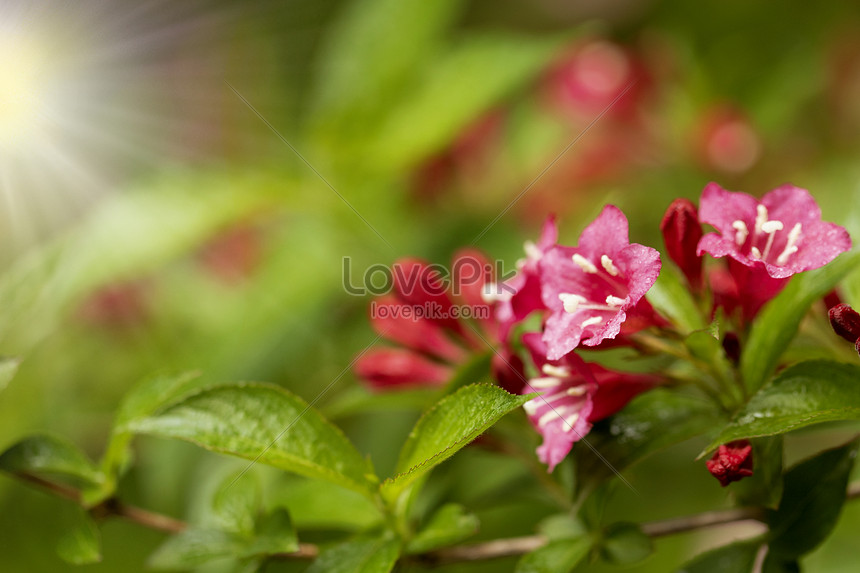Bunga Pagi Di Bawah Sinar Matahari Pagi Gambar Unduh Gratis Foto 500924830 Format Gambar Jpg Lovepik Com