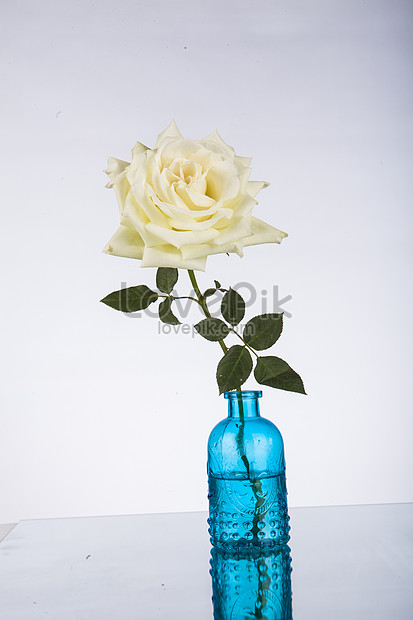 Fotografi Bunga Mawar Putih Gambar Unduh Gratis Foto
