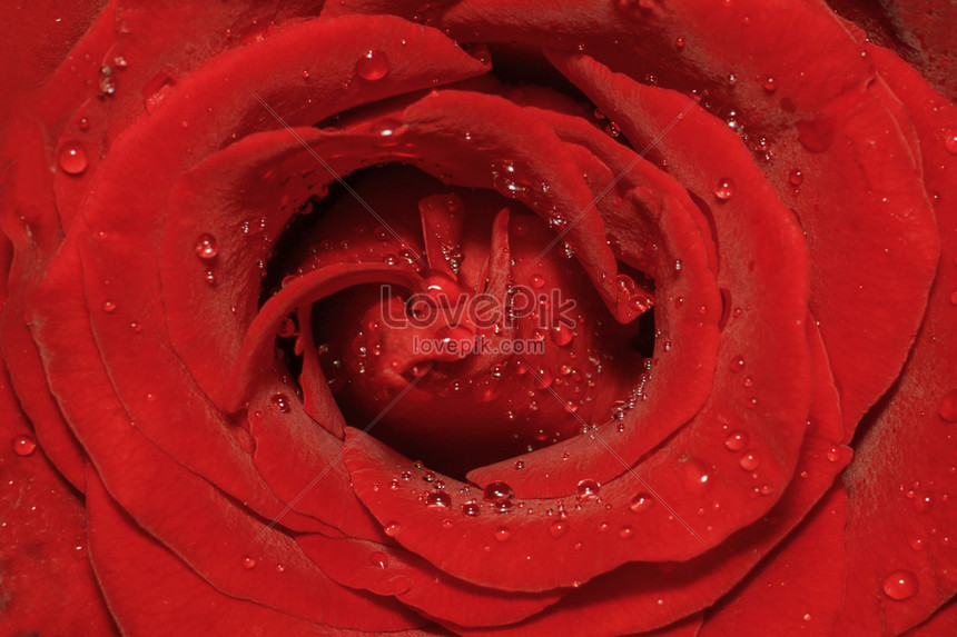 1000 Gambar  Bunga  Mawar  Merah Yg  Indah  HD Paling Baru 
