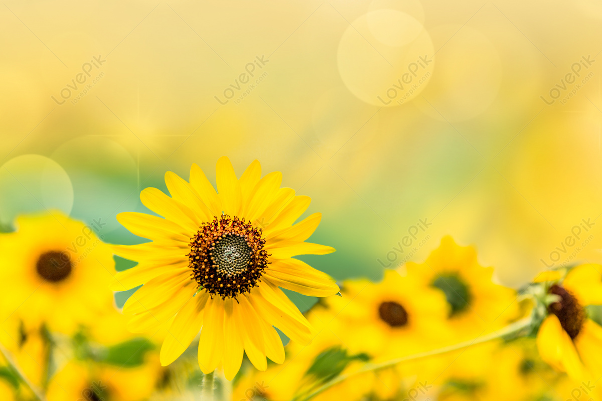Blooming Sunflower Download Free | Banner Background Image on Lovepik |  401696519