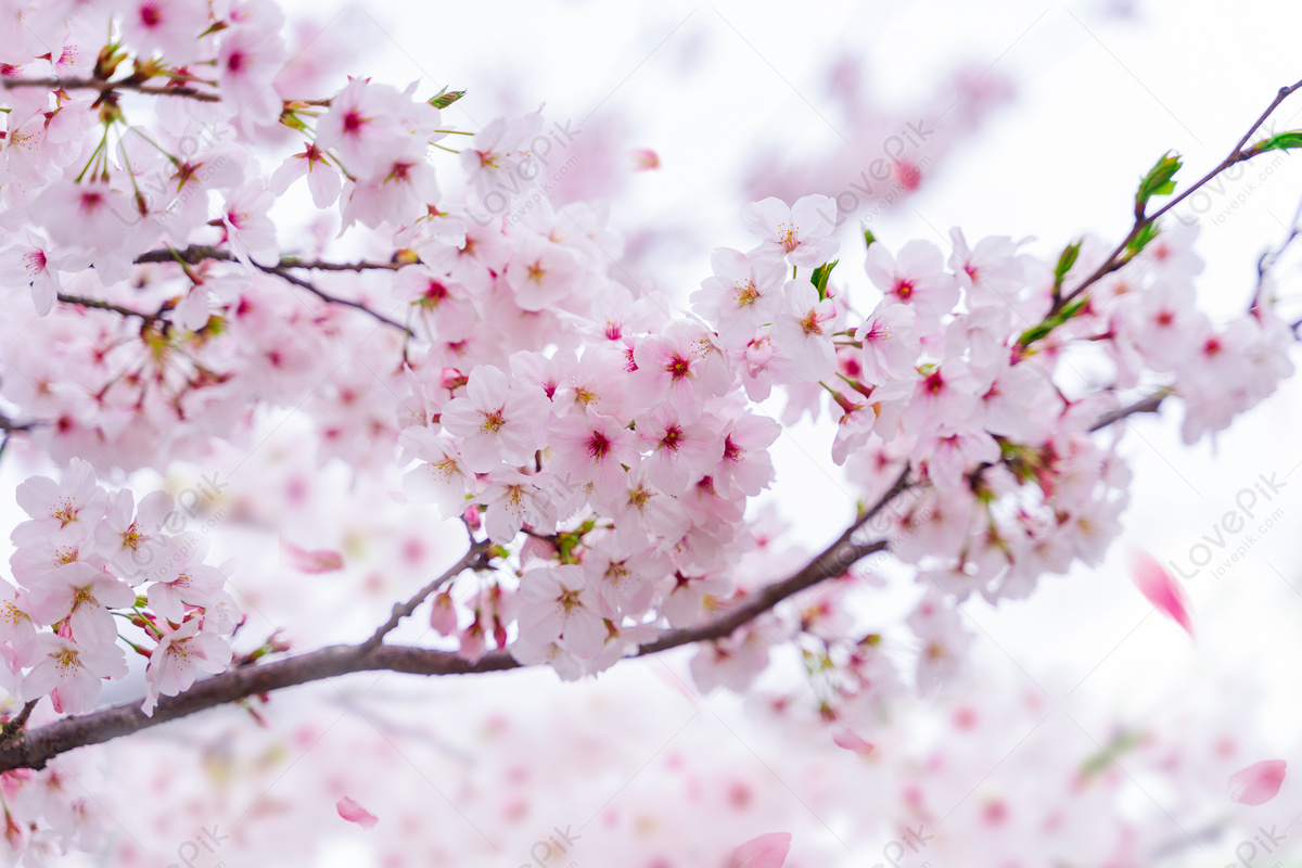 Introduce 78+ imagen cherry blossoms background - Thpthoanghoatham.edu.vn