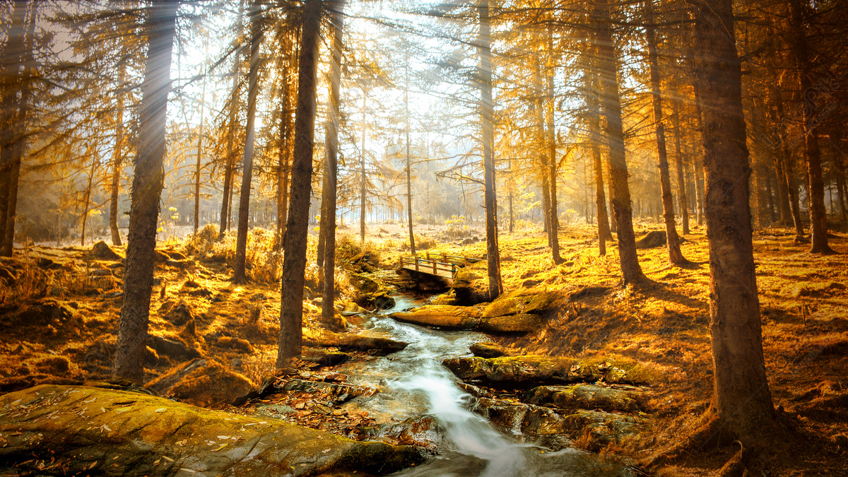 Hình nền rừng thông - HD | Chủ đề Núi Rừng | Laginate | Tree photography  wallpaper, View wallpaper, Photography wallpaper