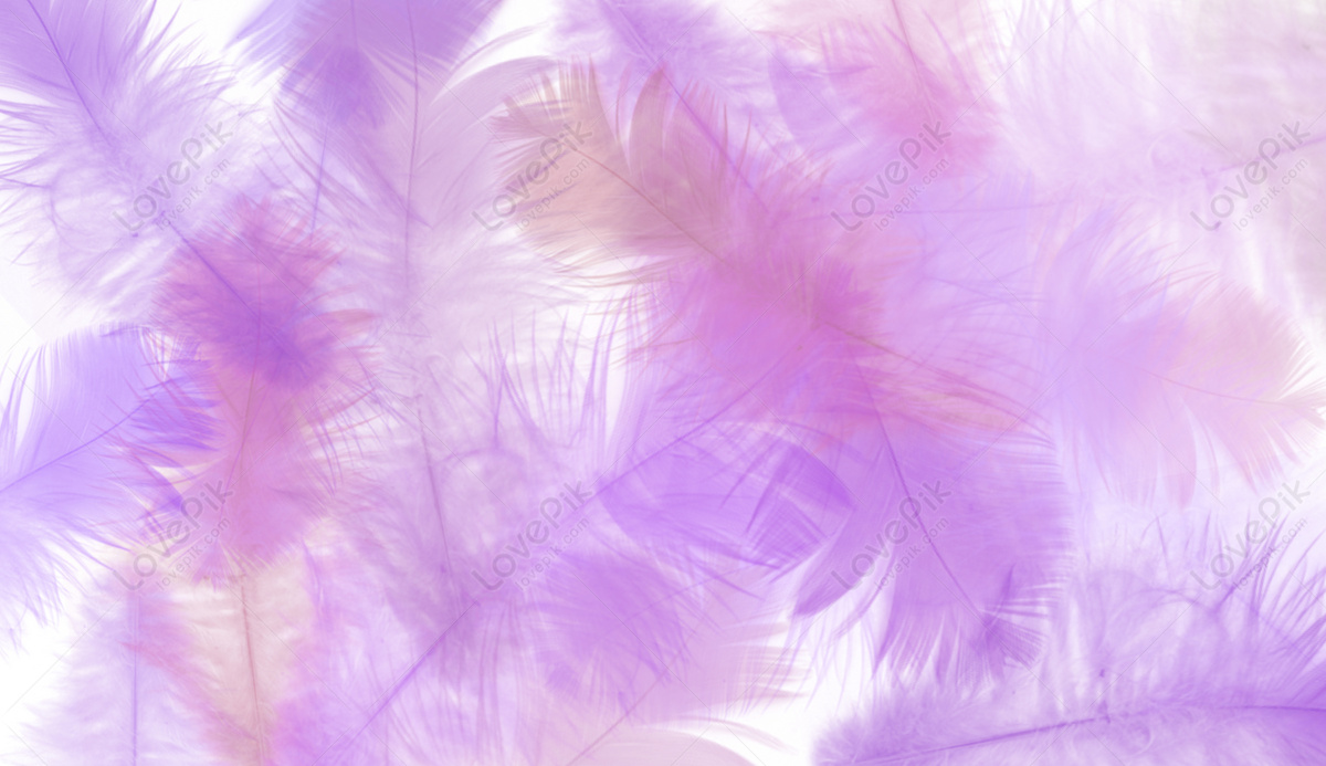 Fresh Feather Background Download Free | Banner Background Image on ...