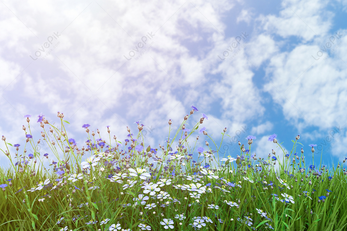 Spring Floral Background Download Free | Banner Background Image on