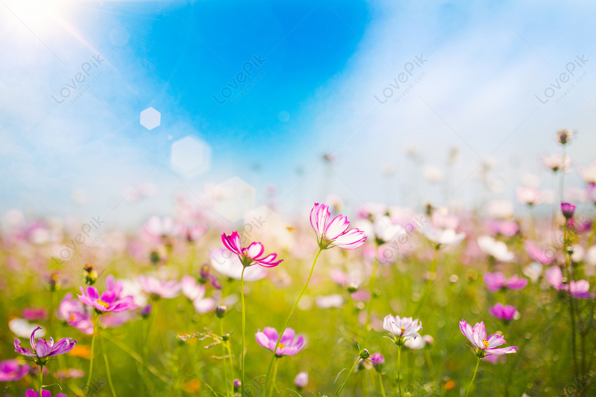 Fondo Flores De Primavera, HD 36000+ Fondo de Pantalla y Banner Para  Descarga Gratuita - Lovepik
