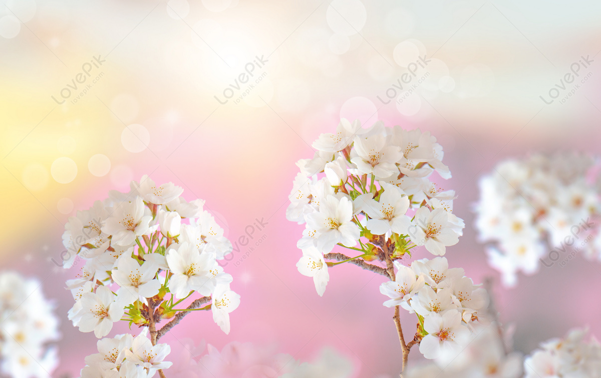 Hình Nền Nền Hoa Mùa Xuân, HD và Nền Cờ đẹp mùa xuân, hoa, nền mùa xuân để  Tải Xuống Miễn Phí - Lovepik