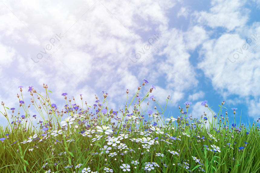 Hình nền nền hoa mùa xuân đem đến một tinh thần lễ hội thú vị, đội nét đầy phấn khích cho chiếc điện thoại hoặc máy tính của bạn. Với những bông hoa rực rỡ và những chùm hoa màu sắc tươi tắn, bạn sẽ cảm thấy cuộc sống của mình đang được tràn đầy sắc màu.