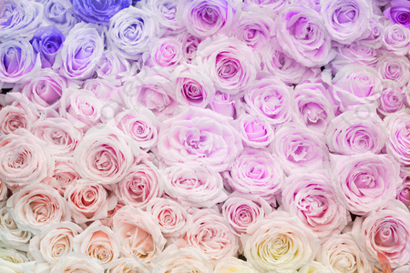 Flower Wall Background Download Free | Banner Background Image on ...