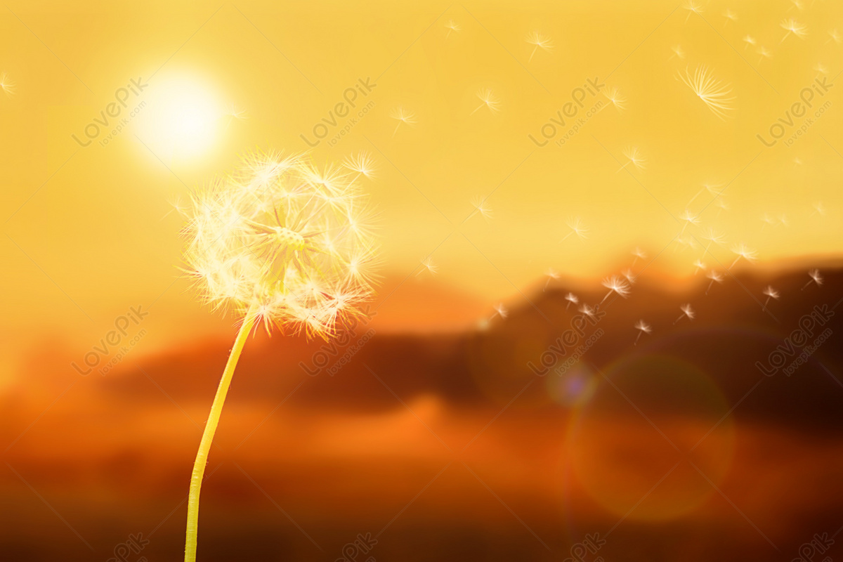 Hình Nền Bồ Công Anh Dưới ánh Mặt Trời, HD và Nền Cờ đẹp bồ công ...