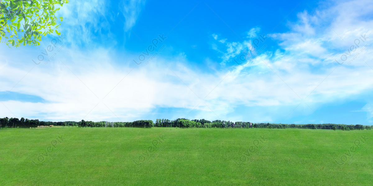 grassy field background