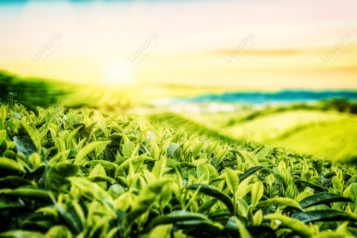 Spring Tea Garden Background Download Free | Banner Background Image on  Lovepik | 401902426