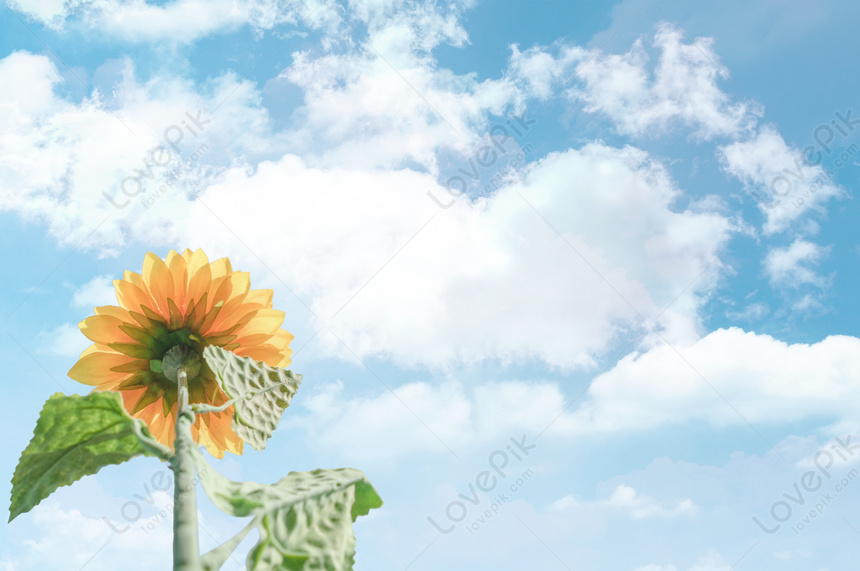 太陽の下の花イメージ 背景 Id Prf画像フォーマットjpg Jp Lovepik Com