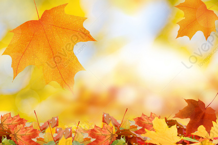 Fall Background Images, HD Pictures For Free Vectors & PSD Download -  