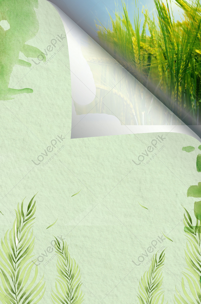 Mango Green Rice Field Ripped Paper Advertising Background Download Free |  Poster Background Image on Lovepik | 605547182