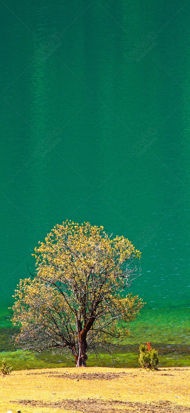 Зеленое дерево у озера мобильник обои изображение_Фото номер 400291617_JPG Формат изображения_ru.lovepik.com